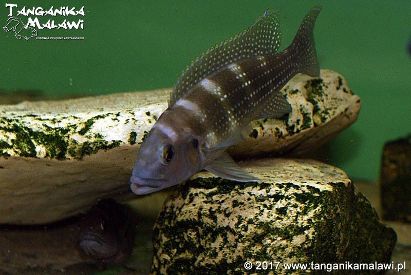 Neolamprologus tetracanthus